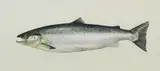 Thomas Alexander Harrison, Salmon, watercolour