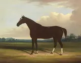 William Garland, A bay horse, oil on canvas