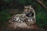 Pip McGarry, Snow Leopard