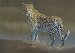 Paul B. Dixon, Leopard, pastel