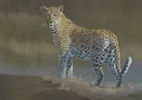 Paul B. Dixon, Leopard, pastel