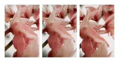 Thomas Florschuetz, Blumenstück IV, 2000, 3 Cibachrome-Abzüge. Triptychon