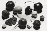 Still Life with Grape and Moth, N.Y. by Irving Penn, 1976, Vintage. Silbergelatineabzug, 1977, sold Nov 2012