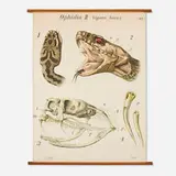 Paul Pfurtscheller, Vipera berus (Reptilia, Ophidia II) poster, c. 1925, offset lithograph in colors on paper mounted to canvas, wood