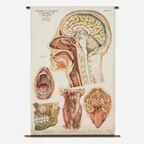 Fritz Frohse, Anatomical chart plate no. 7, offset lithograph in colors, wood