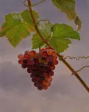 Johan Laurentz Jensen, Weinrebe im Abendlicht
