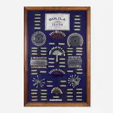 The Amalgamated Dental Co Ltd., Genuine Solila Teeth display, porcelain, resin, steel