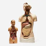Vintage, Anatomical figures, set of two, painted plaster, resin