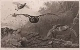 Archibald Thorburn, Blackcock Forward, sepiatone photo engraving