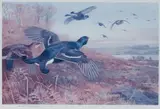 Archibald Thorburn, A group of four reproduction prints, comprising; Black Grouse, Black Grouse amongst trees; Snipe and woodcock