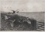 Archibald Thorburn, Going Downwind - Partridge Driving, sepiatone photo engraving