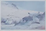 Archibald Thorburn, A group of four prints comprising; 'Ptarmigan in snow'; 'Partridge in flight'; 'Cock and hen Pheasants' and 'Pheasants in Flight'., photographic reproduction