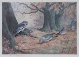 A group of five prints of British birds comprising 'Wood Pigeon'; 'Widgeon and Teal'; 'Pintail, Widgeon and Teal'; Pheasants in Winter' and Lapwing and Golden Plover' by Archibald Thorburn, photographic reproduction, sold May 2018