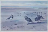Archibald Thorburn, A group of four prints  comprising; 'Golden plover', 'wood pigeon', 'teal' and 'ducks', photographic reproduction