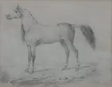 Carle Vernet, Portrait of an Arabian Horse, pencil