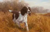 Frederick J Haycock, A pair of Springer Spaniel portraits, oil on canvas