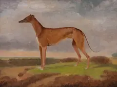 Portrait of the greyhound Tom Spring by James Armstrong, oil on board, sold May 2018