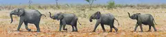Pip McGarry, Elephants, oil on canvas