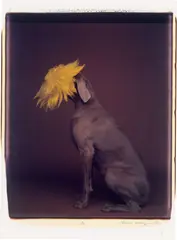 William Wegman, Do, 1991, Polaroid (Polacolor ER). Unikat