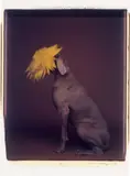 William Wegman, Do