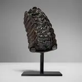 Alaskan, Pleistocene woolly mammoth (bammuthus primigenius) tooth slice