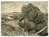 Otto Pankok, Weidenbüsche, 1948, Kohle auf Papier