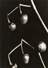 Aenne Biermann, Paprika rund, 1928, Vintage. Silbergelatineabzug
