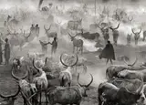 Sebastião Salgado, Sud-Soudan“ (Dinka Rinderherde in Amak), 2006, Silbergelatineabzug