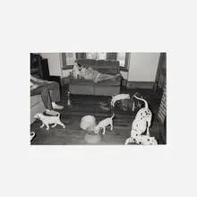 Sage Sohier, Everett, Massachusetts (Dalmation Puppies), 1992, gelatin silver print