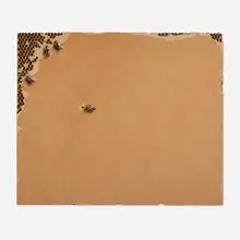 Pejac, Four Bees, 2020, acrylic and oil pastel on cardboard