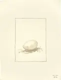 Thomas Schütte, HCH (Ei), 1984, Aquarell und Bleistift auf Papier