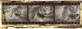 Peter Beard, Loliondo lion charge, 1964, Späterer Silbergelatineabzug