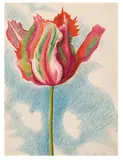 Joseph Stella, Red and Green Parrot Tulip