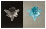Robert Mapplethorpe, Tampa Orchids, 1985-1986, Photogravure and screenprint with aluminum glitter appliqué on paper