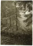 Josef Sudek, Ohne Titel (Wald)