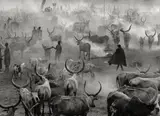 Sud-Soudan“ (Dinka Rinderherde in Amak) by Sebastião Salgado, 2006, Silbergelatineabzug, sold Jun 2010