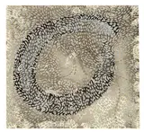 Claire Falkenstein, Untitled, 1964-1965, Ink, wash, and metallic paint on paper