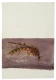 Leonard Baskin, The Muskellunge; The Mosquito (from Under the North Star) (2)