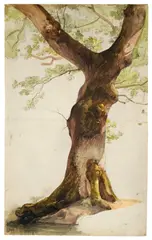 Caspar Scheuren, Studie einer Eiche. 1830er Jahre, Aquarell über Bleistift auf Papier