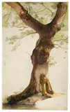Caspar Scheuren, Studie einer Eiche. 1830er Jahre