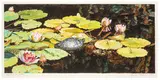 Shirley Pettibone, Lily Pond with Turtle, 1979, Watercolor on paper