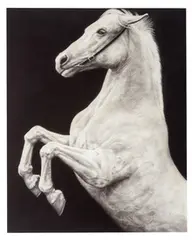 Joseph Piccillo, Horse 12, 1995, Graphite, charcoal, and acrylic on canvas