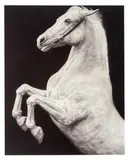 Joseph Piccillo, Horse 12, 1995, Graphite, charcoal, and acrylic on canvas
