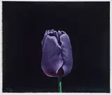 Paul Wonner, Tulip, 1982, Lithograph
