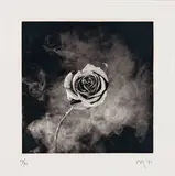 Robert Mapplethorpe, Untitled (Rose), 1988, Photogravure