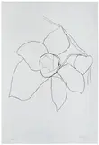 Camellia II (from Suite of Plant Lithographs) by Ellsworth Kelly, 1964-65, Transfer lithograph on Rives BFK, sold Oct 2012