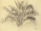 Palmblätter by Otto Dix, 1924, Bleistift auf gelblichem Papier, sold Dec 2007