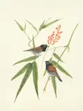 Edward Julius Detmold, Four studies of birds, bodycolour and watercolour