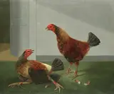 James Barenger, Fighting cockerels, oil on canvas