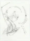 Jorinde Voigt, Ohne Titel, 2007, Schwarze Tinte und Bleistift auf Papier